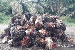 Harga TBS sawit di Mukomuko turun hingga Rp300/kilogram