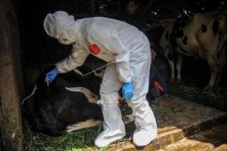 Peternak sapi perah dari Kuningan harapkan bantuan obat tangani PMK