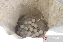 ALOBI apresiasi PT Timah Tbk jadikan BIO Bangka kawasan penetasan penyu