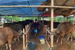 Pemkot Depok: Hewan ternak sembuh dari PMK