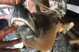 Pidie masuk zona kuning kasus PMK, 27 ekor sapi terserang