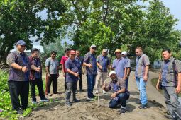 PLN bantu 3.000 bibit mangrove untuk dukung pelestarian lingkungan