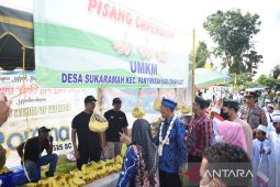 Petani Desa Suka Ramah sukses budidaya pisang cavendish
