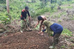 Jumlah Orang Rimba "berhuma" terus meningkat