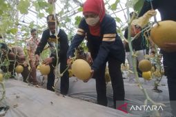 Khofifah apresiasi pengembangan hortikultura melon goden Pemkot Madiun