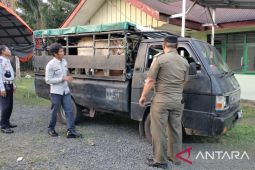 Dinas Pertanian Mukomuko awasi lalu lintas ternak di "jalan tikus"