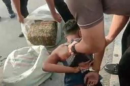 Polisi tangkap pria pengedar 50 kg ganja di Tebing Tinggi