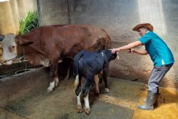 Puluhan ekor sapi di Kota Kediri sembuh dari PMK