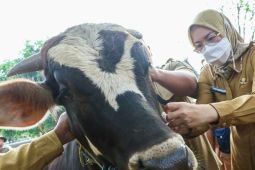 70 petugas disebar untuk periksa hewan kurban di Purwakarta