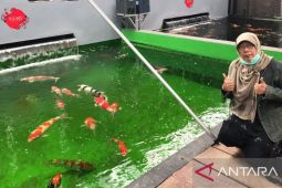 Ikan hias Indonesia punya peluang kuasai pasar internasional