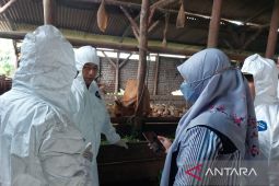 462 sapi sembuh suspek PMK
