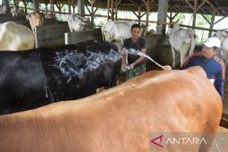 Kementan diminta segera skenariokan anggaran untuk penanganan PMK