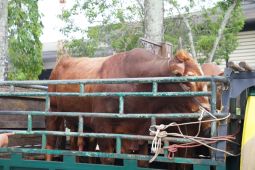 Pontianak pastikan stok sapi dan kambing menjelang Idul Adha