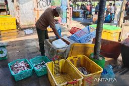 Ikan didaratkan PPN Idi capai 60 ton sehari