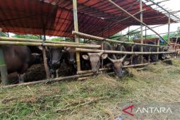 Distribusi jalur laut picu kenaikan harga hewan kurban Bekasi