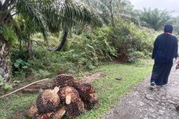 Harga sawit di Mukomuko turun dua hari berturut-turut