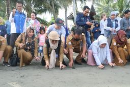 Festival Penyu Mampie bisa bangkitkan pariwisata di Polewali Mandar