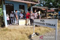 Dinas Rejang Lebong: Puluhan sapi terinfeksi PMK