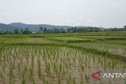 Pemkab Serang produksi Beras Nutri Zinc turunkan kasus stunting