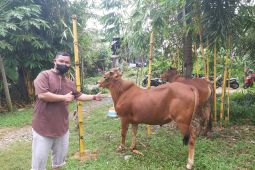 Harga jual sapi kurban di Pontianak naik signifikan capai Rp2 juta