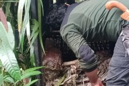 BKSDA pasang perangkap harimau di Mukomuko