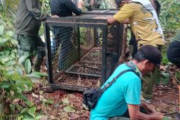 BKSDA: Harimau pemangsa sapi masih berkeliaran di Mukomuko