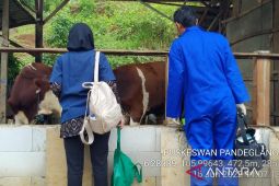 Pemkab Pandeglang perketat pengawasan lapak hewan kurban jelang Idul Adha