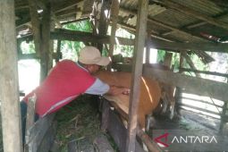 Mukomuko minta masyarakat proaktif melaporkan kesehatan hewan kurban