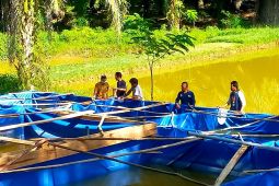 Dinas Perikanan Paser berikan bantuan dan pelatihan budidaya Ikan Lele