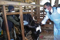 Vsksinasi sapi perdana di Jawa Barat