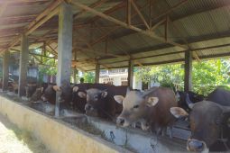 Presiden kurban sapi di Bengkulu dengan berat 1,4 ton
