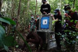 Lima orangutan kembali lepasliarkan di kawasan Taman Nasional Bukit Baka Bukit Raya