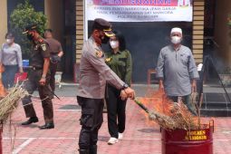 Polres Samosir musnahkan barang bukti ganja