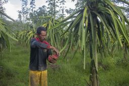 Petik buah naga kualitas premium di kebun Sugito