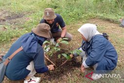 Laskar rempah tanam pohon pala dan kenari di Pulau Banda, begini penjelasannya