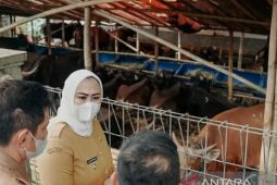 Bupati Karawang pastikan penanganan PMK pada hewan ternak berjalan optimal