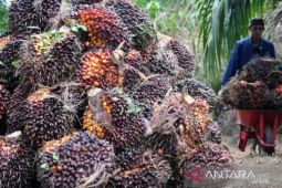 Harga sawit di Riau Rp2.433,66/kg