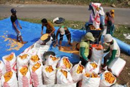 Peternak ayam petelur di Cirebon dapat pasokan 340 ton jagung