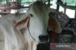 Pemkab PPU dorong koperasi ternak kembangkan bisnis