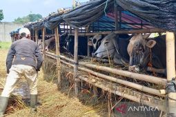 Pemkot Tasikmalaya pastikan kesehatan hewan kurban jelang Idul Adha
