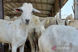 6 WNI sempat ditangkap atas dugaan promosi Dam ilegal