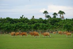Dompet Dhuafa quality control ratusan sapi di Sulawesi Tenggara, pastikan semua sehat