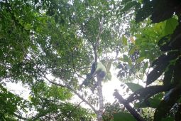 Meninggal tersangkut di pohon jengkol, Santaya berhak dapat santunan BPJAMSOSTEK