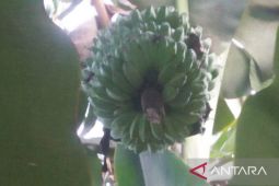 DPTHP Kaltim kembangkan bibit pisang melalui kultur jaringan