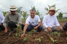 Program kemitraan ubi jalar di Jember buka potensi pasar Jepang