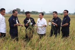 Rice surplus will be dificult without superior variety: Minister
