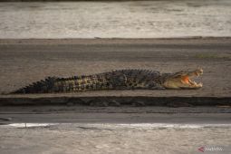 Seorang warga hilang setelah diserang buaya saat mandi