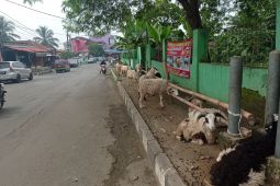 dua pekan jelang Idul Adha, permintaan hewan kurban di Lebak  sepi