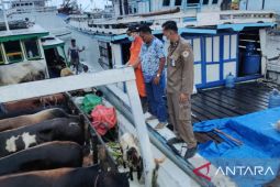Kebutuhan hewan kurban di Belitung terpenuhi