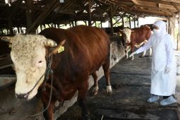 East Java monitoring Qurbani animal sales centers